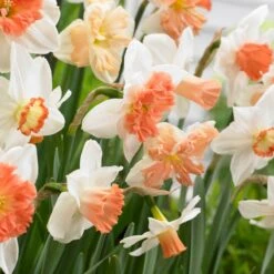Perennials Sales Store -Perennials Sales Store visi87437 60days of daffodils cropped