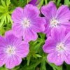 Vision® Violet Geranium -Perennials Sales Store vision violet geranium close up
