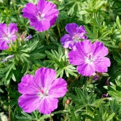 Perennials Sales Store -Perennials Sales Store vision violet geranium flowers