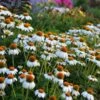 PowWow® White Echinacea -Perennials Sales Store walers gardens echinacea powwow white