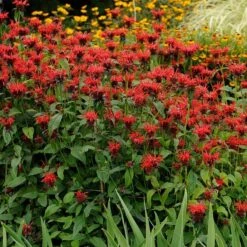 Jacob Cline Bee Balm -Perennials Sales Store walters gardens monarda jacob cline cropped 1 1 1