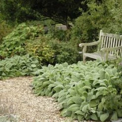 Helen Von Stein Lamb's Ear -Perennials Sales Store walters gardens stachys helen von stein