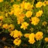 Sunray Coreopsis -Perennials Sales Store walters gardens sunray coreopsis