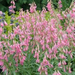Elfin Pink Penstemon -Perennials Sales Store walters gardens penstemon elfin pink cropped
