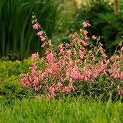 Elfin Pink Penstemon -Perennials Sales Store walters gardens penstemon elfin pink cropped 3