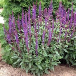 Caradonna Salvia -Perennials Sales Store walters gardens salvia caradonna cropped 1