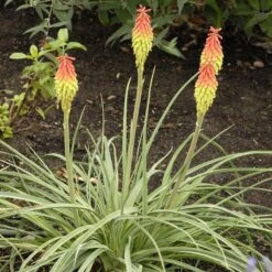Fire Dance Red Hot Poker -Perennials Sales Store walters gardens kniphofia fire dance cropped