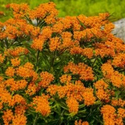 Butterfly Weed (Clay Form) -Perennials Sales Store walters gardens asclepias tuberosa cropped 1