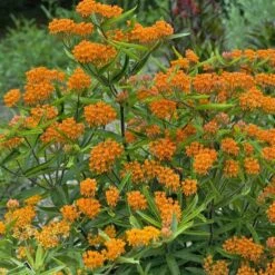 Butterfly Weed (Clay Form) -Perennials Sales Store walters gardens asclepias tuberosa cropped 2