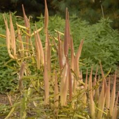 Butterfly Weed (Clay Form) -Perennials Sales Store walters gardens asclepias tuberosa seed heads cropped