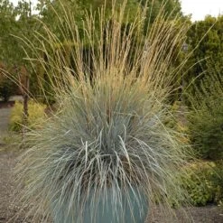 Blue Oat Grass -Perennials Sales Store walters gardens helictotrichon sempervirens cropped 4