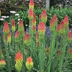 Fire Dance Red Hot Poker -Perennials Sales Store walters gardens kniphofia fire dance cropped
