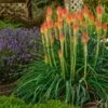 Fire Dance Red Hot Poker -Perennials Sales Store walters gardens kniphofia fire dance with lavender munstead cropped 1