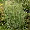 Heavy Metal Blue Switch Grass -Perennials Sales Store walters gardens panicum heavy metal cropped