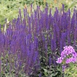 Caradonna Salvia -Perennials Sales Store walters gardens salvia caradonna cropped