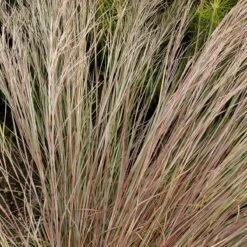 Prairie Blues Little Bluestem Grass -Perennials Sales Store walters gardens schizachyrium prairie blues close up foliage cropped