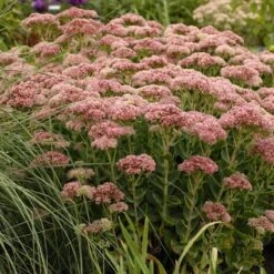 Autumn Fire Sedum -Perennials Sales Store walters gardens sedum autumn fi