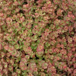 October Daphne Sedum -Perennials Sales Store walters gardens sedum october daphne fall foliage closeup cropped