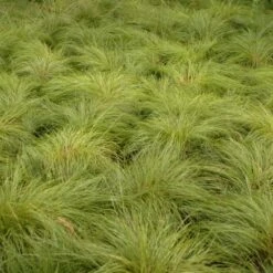 Prairie Dropseed Grass -Perennials Sales Store walters gardens sporobolus heterolepis prairie dropseed cropped 1