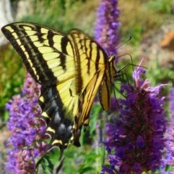 Blue Blazes Agastache -Perennials Sales Store western swallowtail sipping agastache blue blazes 3