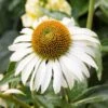 Happy Star Echinacea -Perennials Sales Store white echinacea happy star close up cropped 1