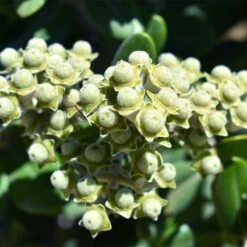 Ice Ballet Swamp Milkweed -Perennials Sales Store white ice ballet milkweed asclep