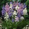 Wood Hyacinth Mix (Spanish Bluebells) -Perennials Sales Store woodhyacinthmix 1