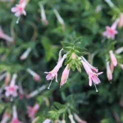 Woody's Peach Surprise Hummingbird Trumpet (Zauschneria) -Perennials Sales Store woody s peach surprise closeup cropped