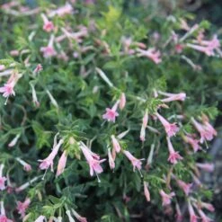 Woody's Peach Surprise Hummingbird Trumpet (Zauschneria) -Perennials Sales Store woodys peach surprise cropped