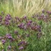 Woolly Ironweed (Vernonia) -Perennials Sales Store woolly ironweed 1