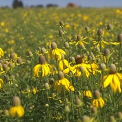 Little Prairie Native Wildflower Seed Mix -Perennials Sales Store yellow prairie coneflower little prairie native mix