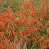 Sky Island Orange Hummingbird Trumpet (Zauschneria) -Perennials Sales Store zauchneria canum v arizonica sky island orange 500