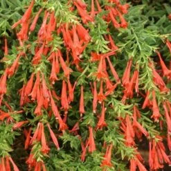 Orange Carpet® Creeping Hummingbird Trumpet (Zauschneria) -Perennials Sales Store zauschneria garrettii orange carpet pat hayward plant select garden