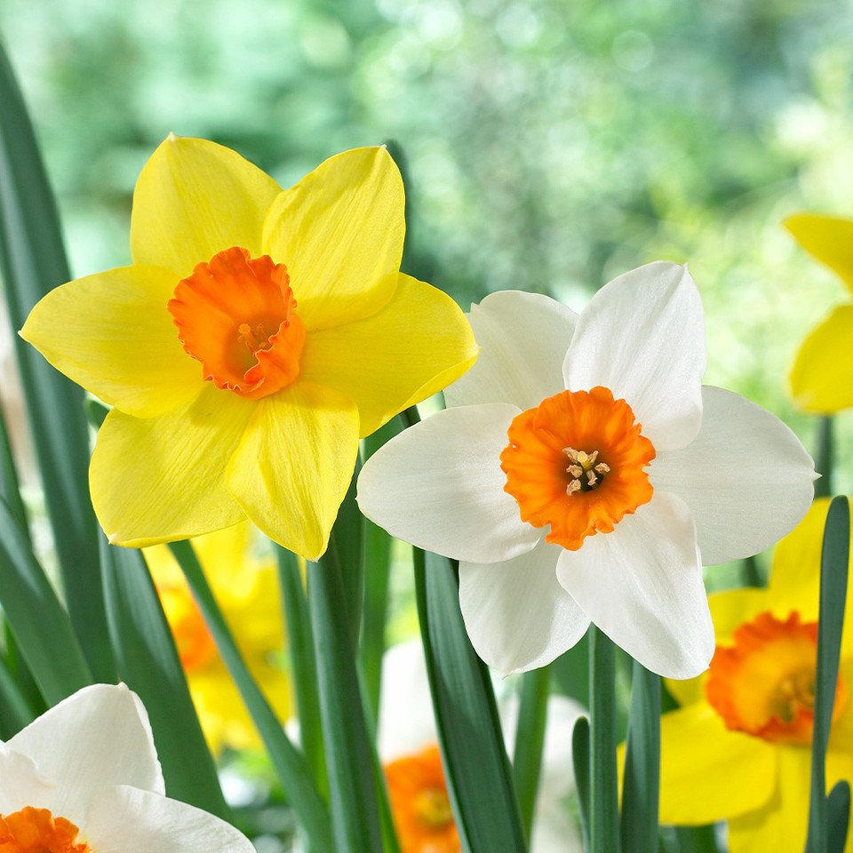 Perennials Sales Store -Perennials Sales Store Daffodil Red Devon 0000120 2 30842