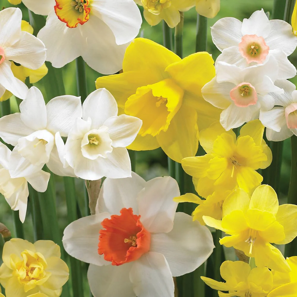 Perennials Sales Store -Perennials Sales Store