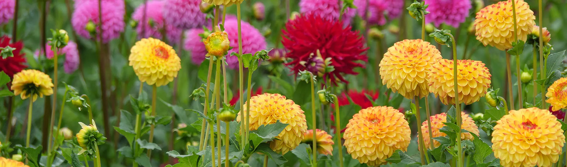 Perennials Sales Store -Perennials Sales Store ami bulk spring flower bulbs cat banner desktop