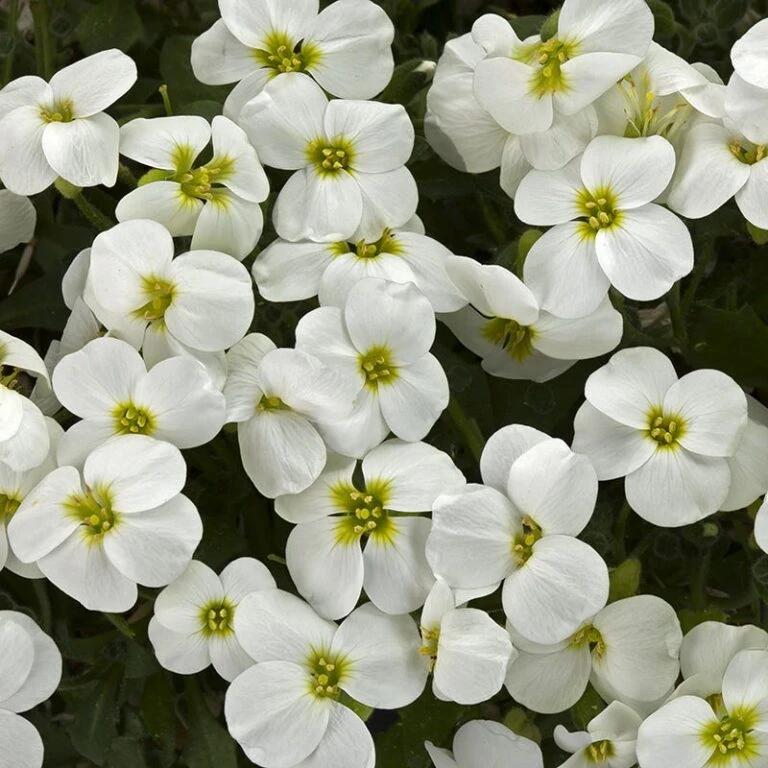 Perennials Sales Store -Perennials Sales Store aubrieta axcent white 1 768x768 1