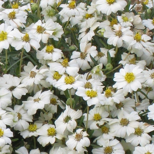 Perennials Sales Store -Perennials Sales Store melampodium leucanthemum close up 1